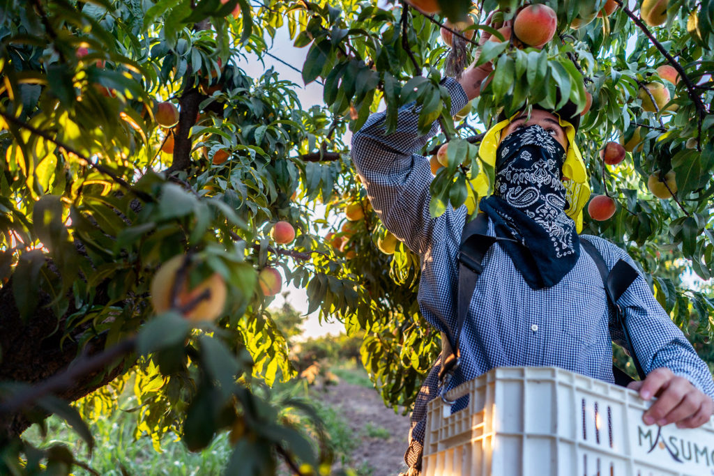 A man clothed to protect himself from the sun harvests peaches