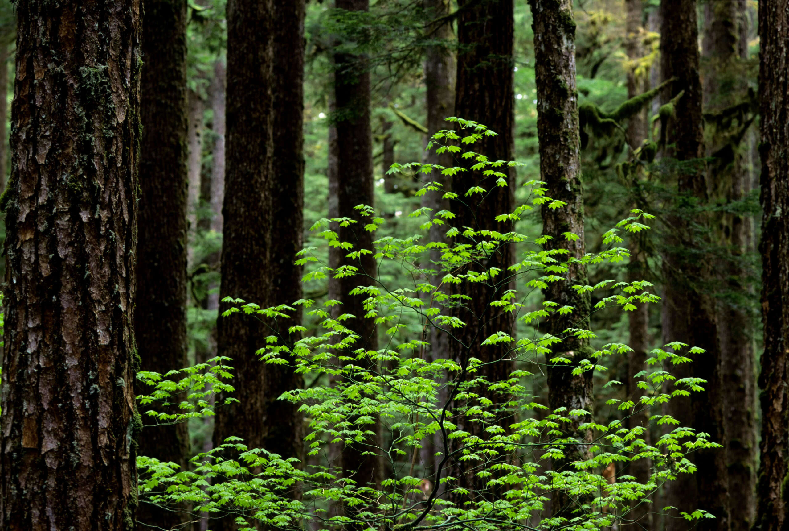 La suppression par Trump des protections pour les arbres anciens était illégale, selon un juge