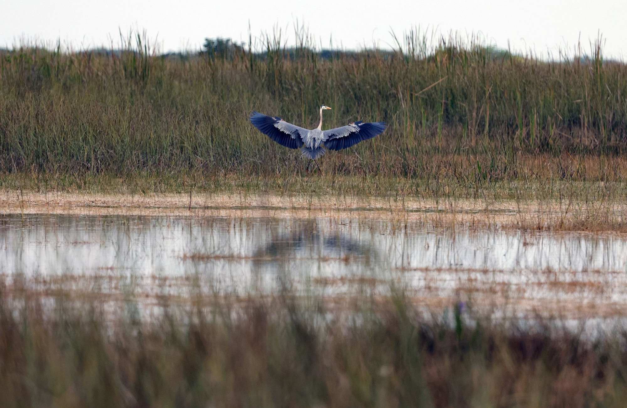 A great blue heron expands it