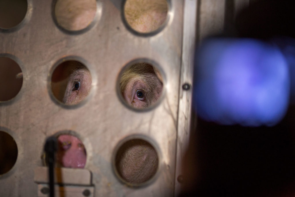 A pig looks through the holes of a livestock transport container