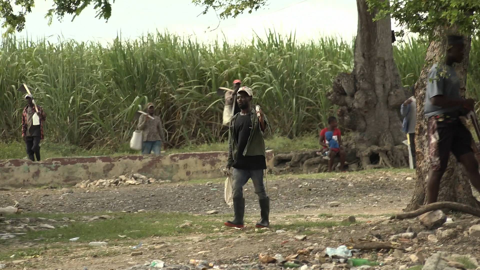 Les Haïtiens travaillent dans des plantations de sucre dans des conditions s'apparentant à du travail forcé