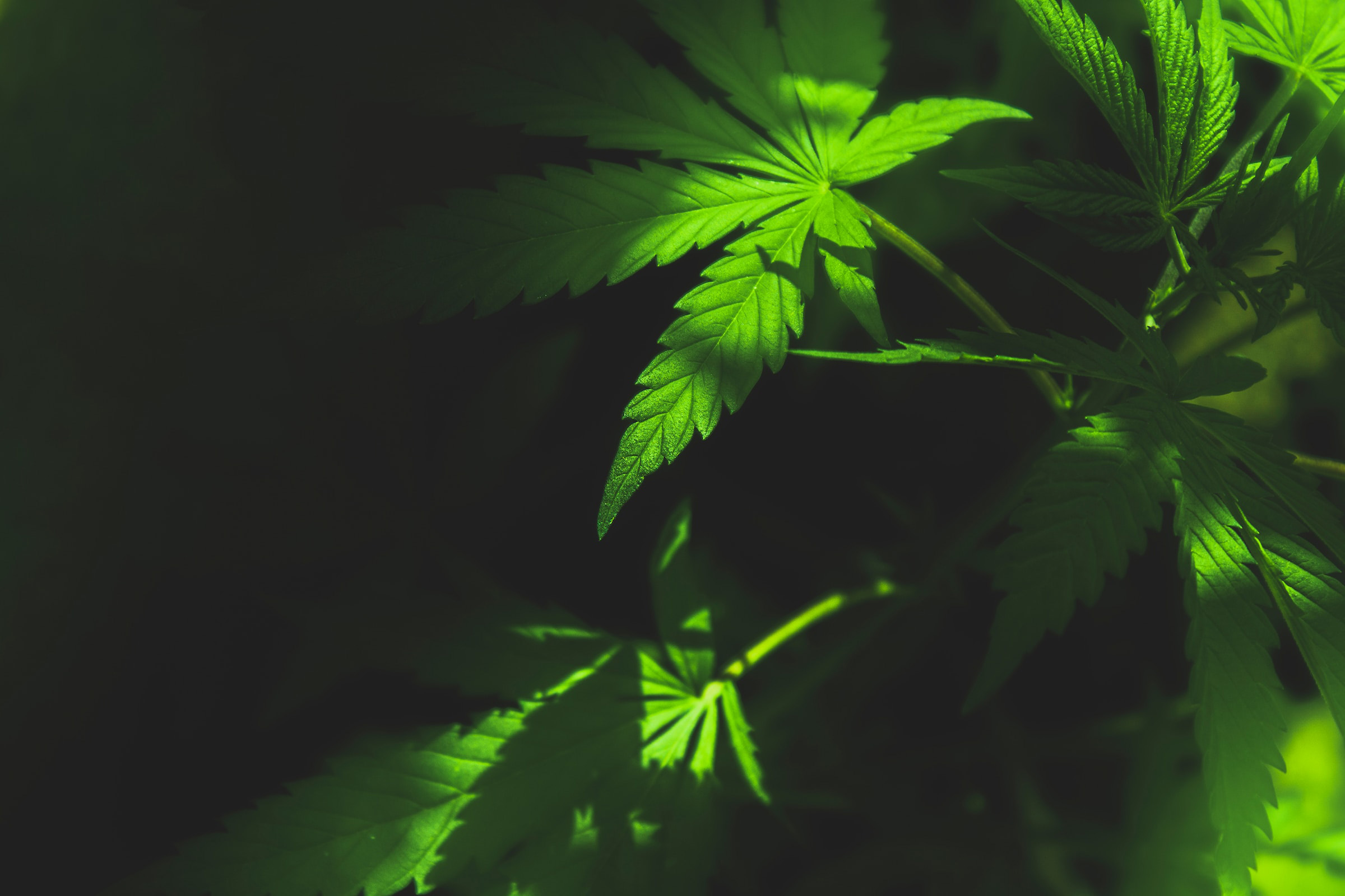 Marijuana leaves under dappled light