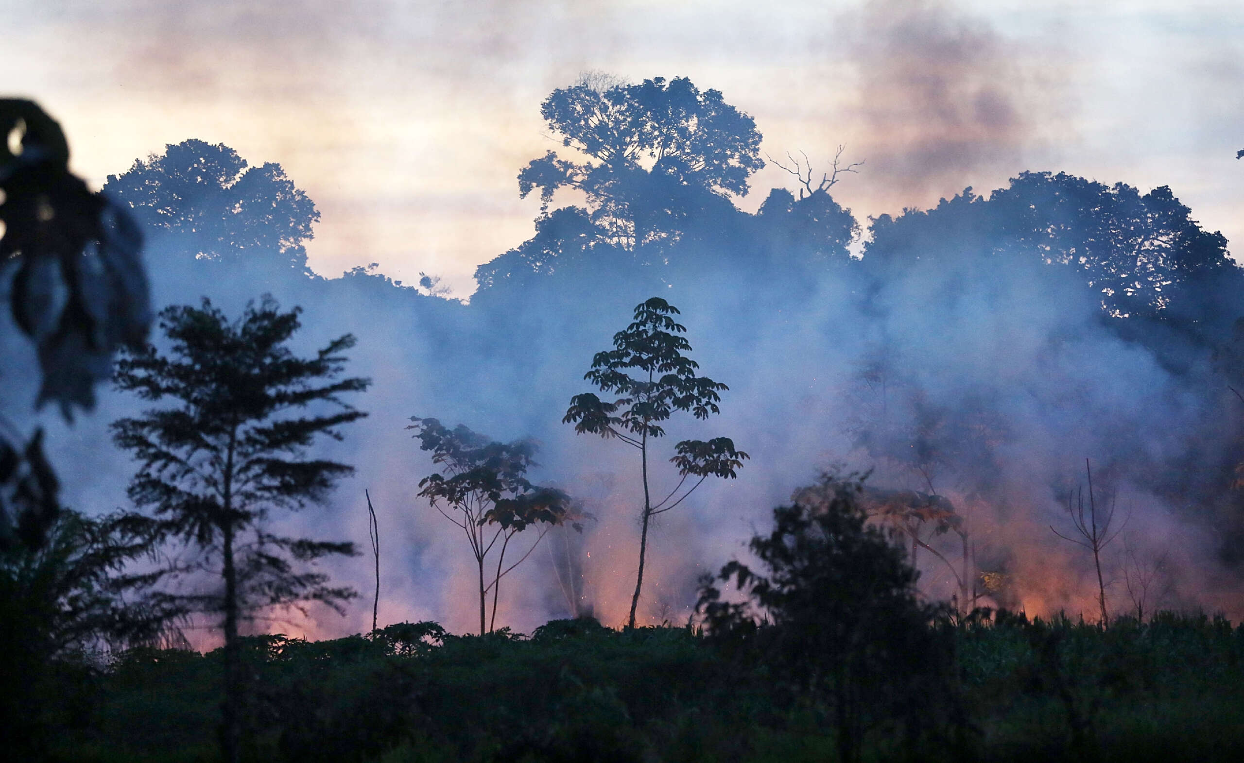 Les futurs médicaments pourraient être menacés par l’extinction des plantes, prévient un rapport