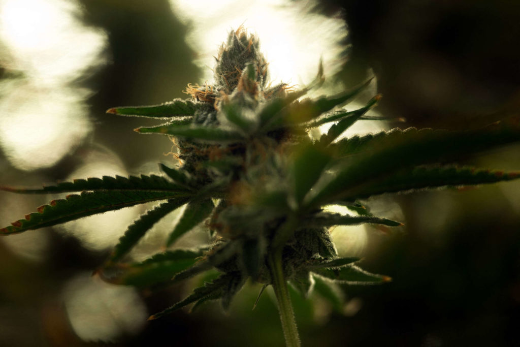 Un sondage révèle que 70 pour cent des Américains soutiennent la consommation légale de marijuana à des fins récréatives