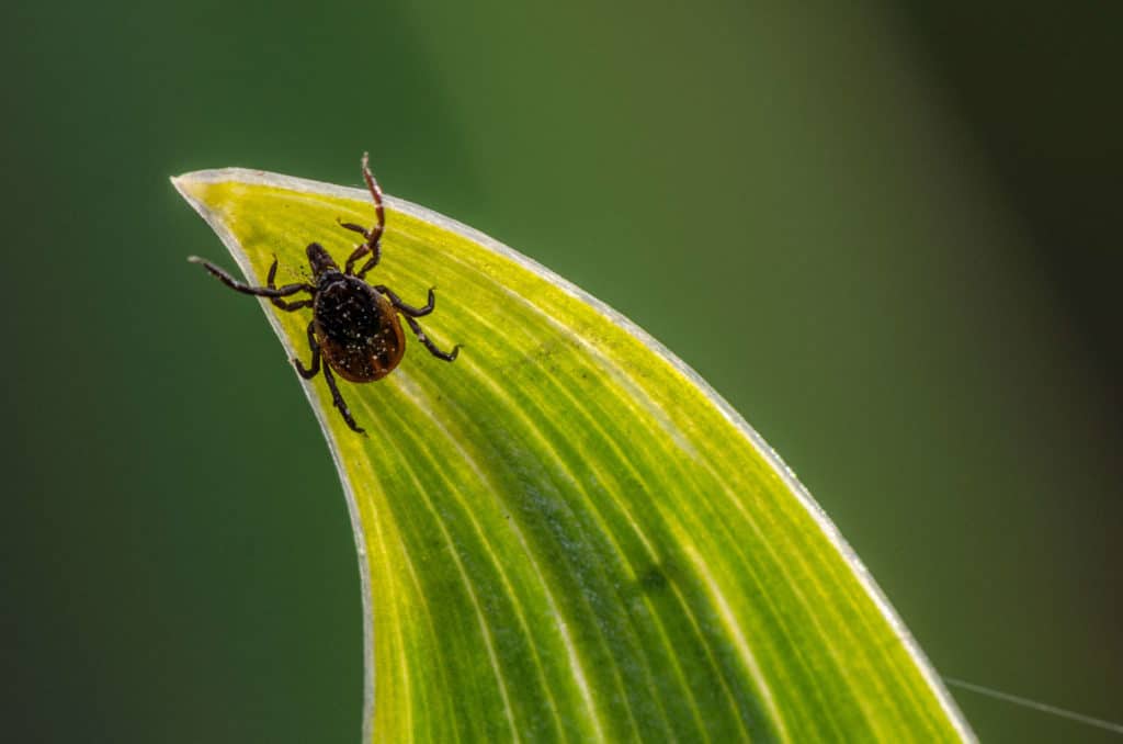 Un rapport fédéral montre que des maladies « sensibles au climat » se propagent aux États-Unis