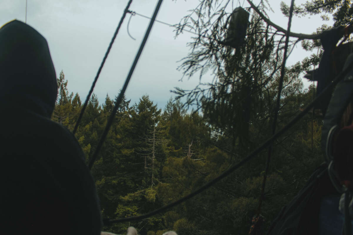 Au sommet d'une plate-forme assise en séquoia, un gardien d'arbre regarde à travers la forêt en direction de l'océan Pacifique.