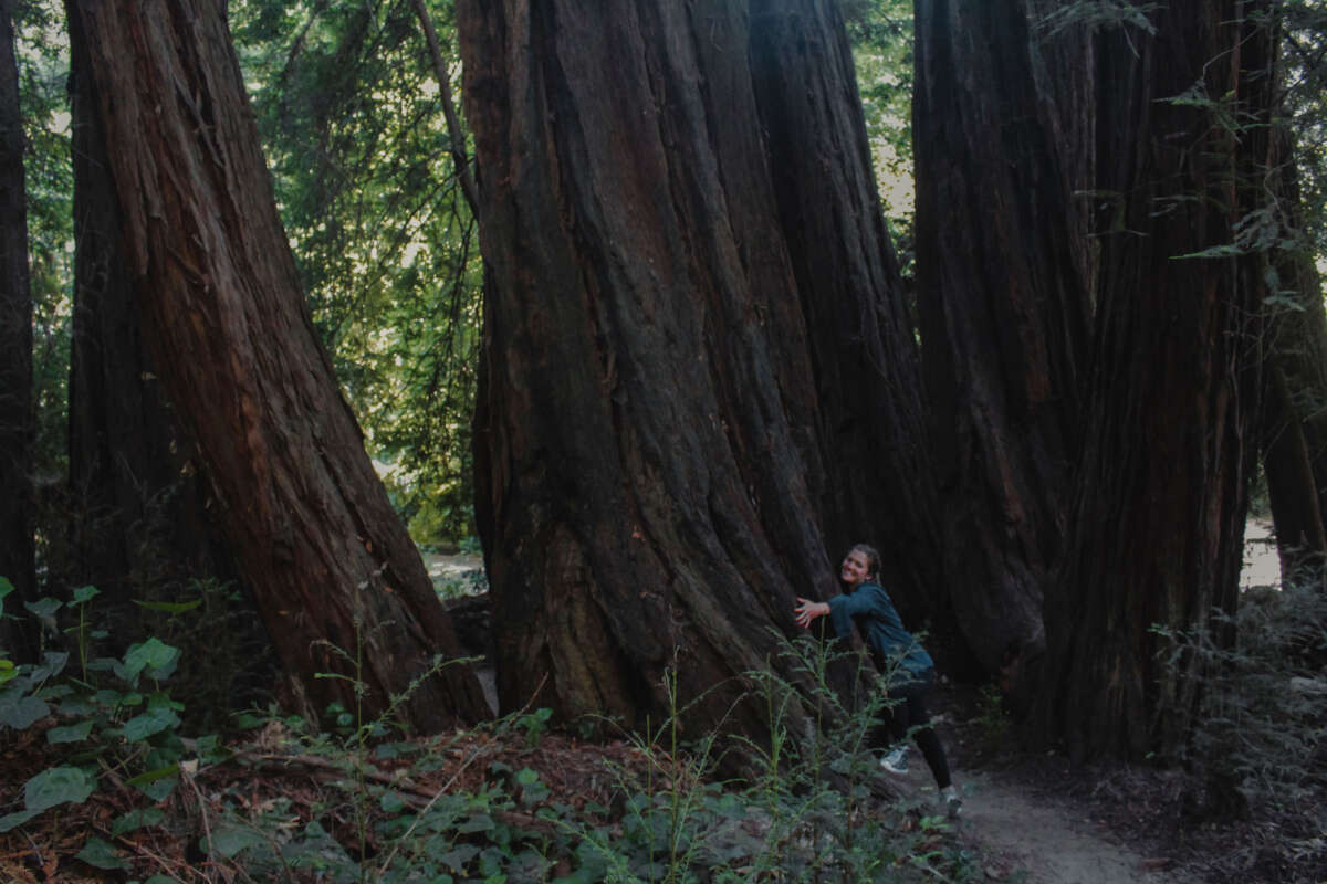 Eleanor serre dans ses bras un séquoia géant, ses bras enroulant à peine un cinquième de l'arbre.