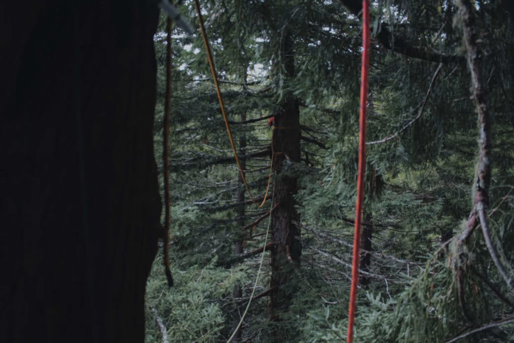 La défense des forêts ne se limite pas aux arbres.  Il en va de notre avenir collectif.