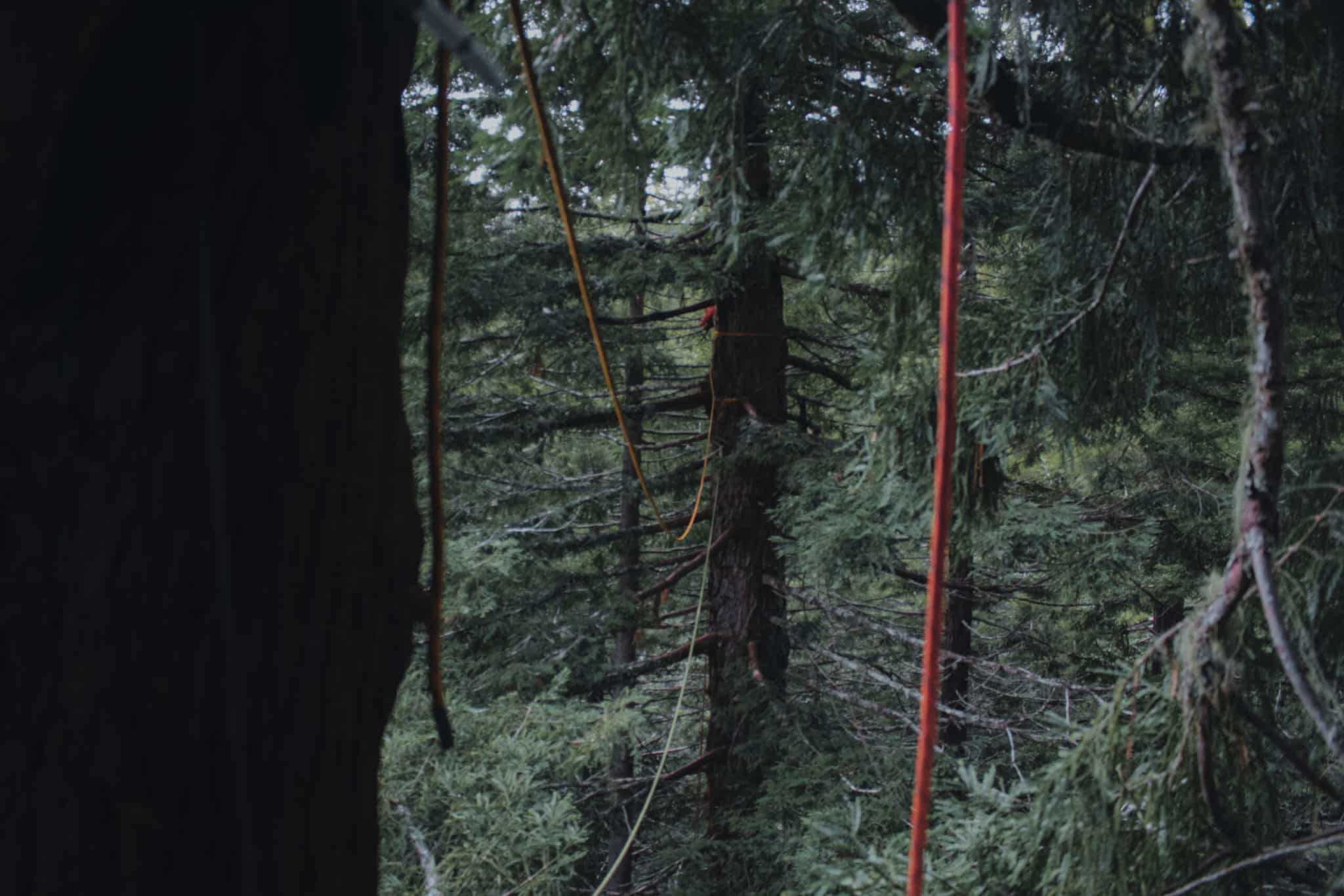 La défense des forêts ne se limite pas aux arbres.  Il en va de notre avenir collectif.