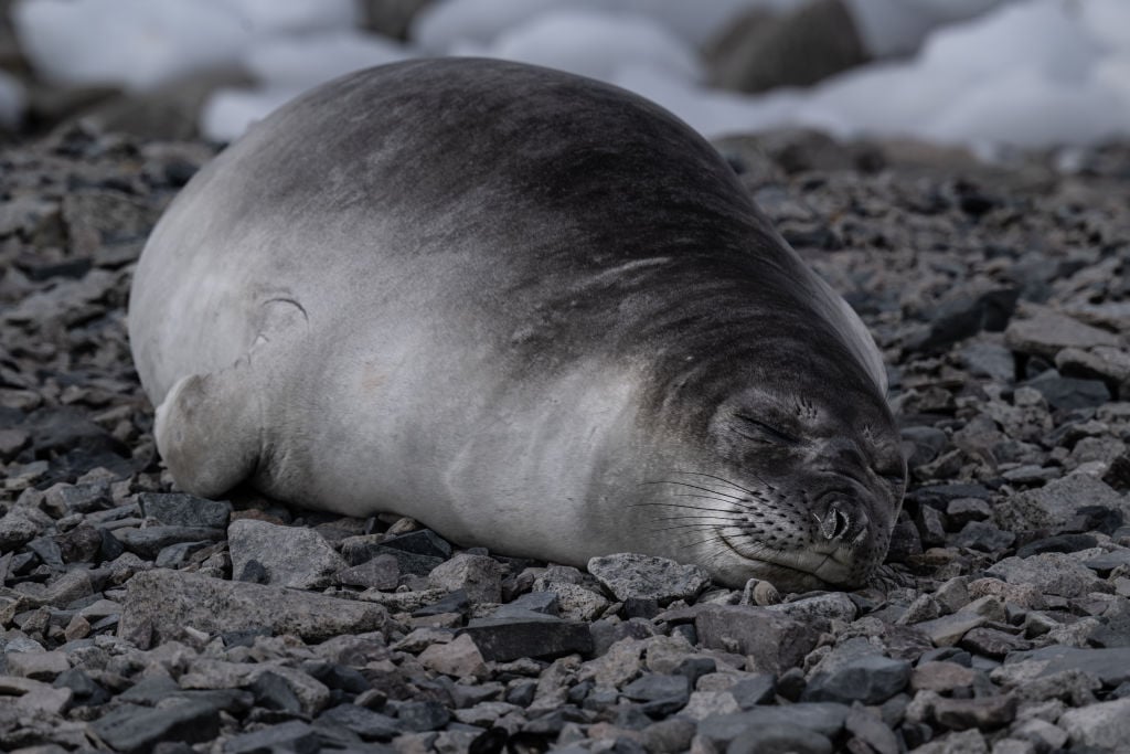 La mort d'éléphants de mer en Antarctique fait craindre une grippe aviaire menaçant les colonies de manchots