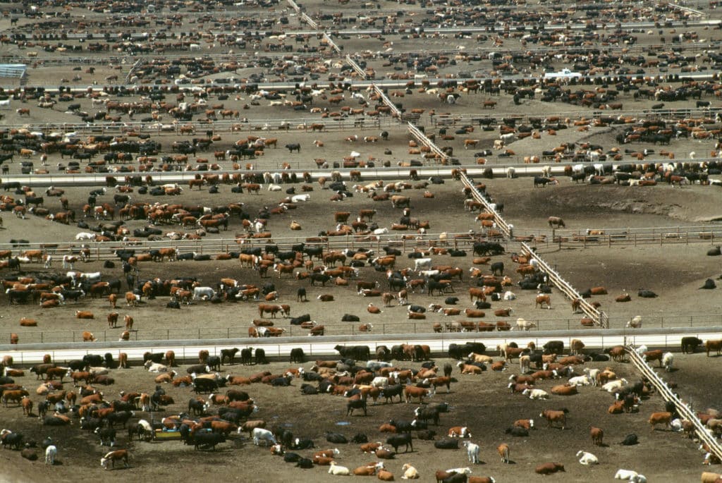 Les lobbyistes de la viande participent à la COP28 pour contredire la recherche sur le climat