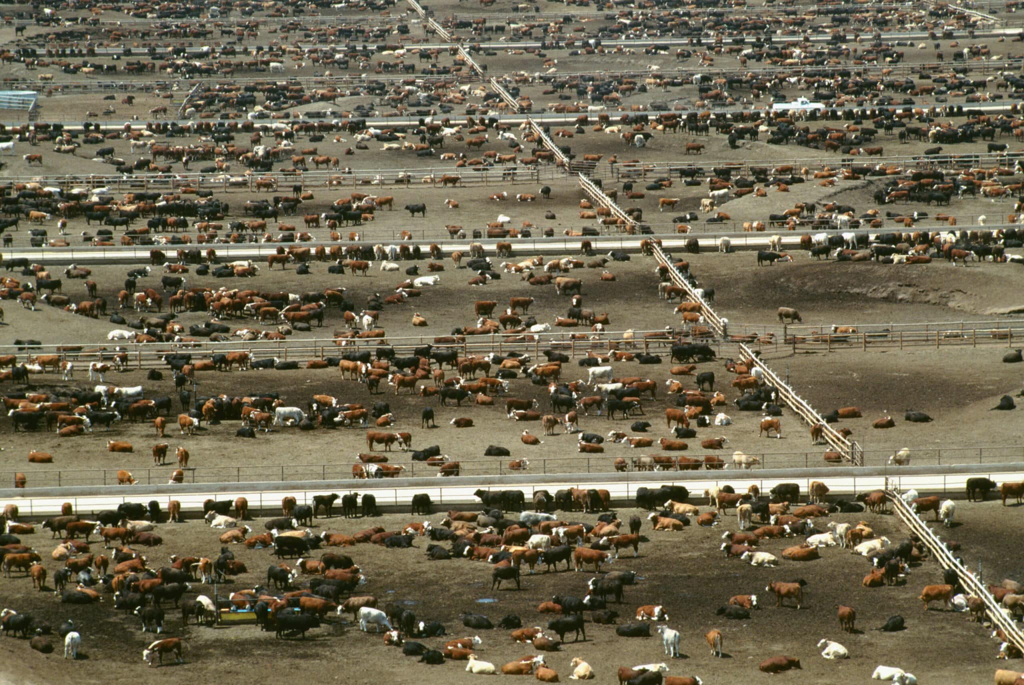 Les lobbyistes de la viande participent à la COP28 pour contredire la recherche sur le climat