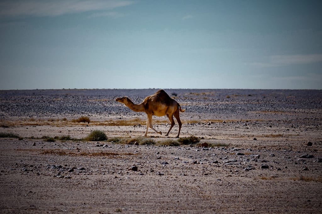 A camel walks alone in the desert