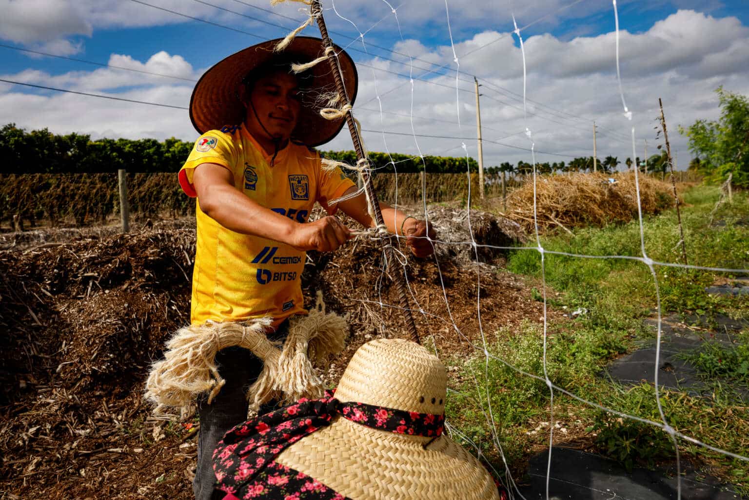 Farm workers set up a mesh to grow vegetables